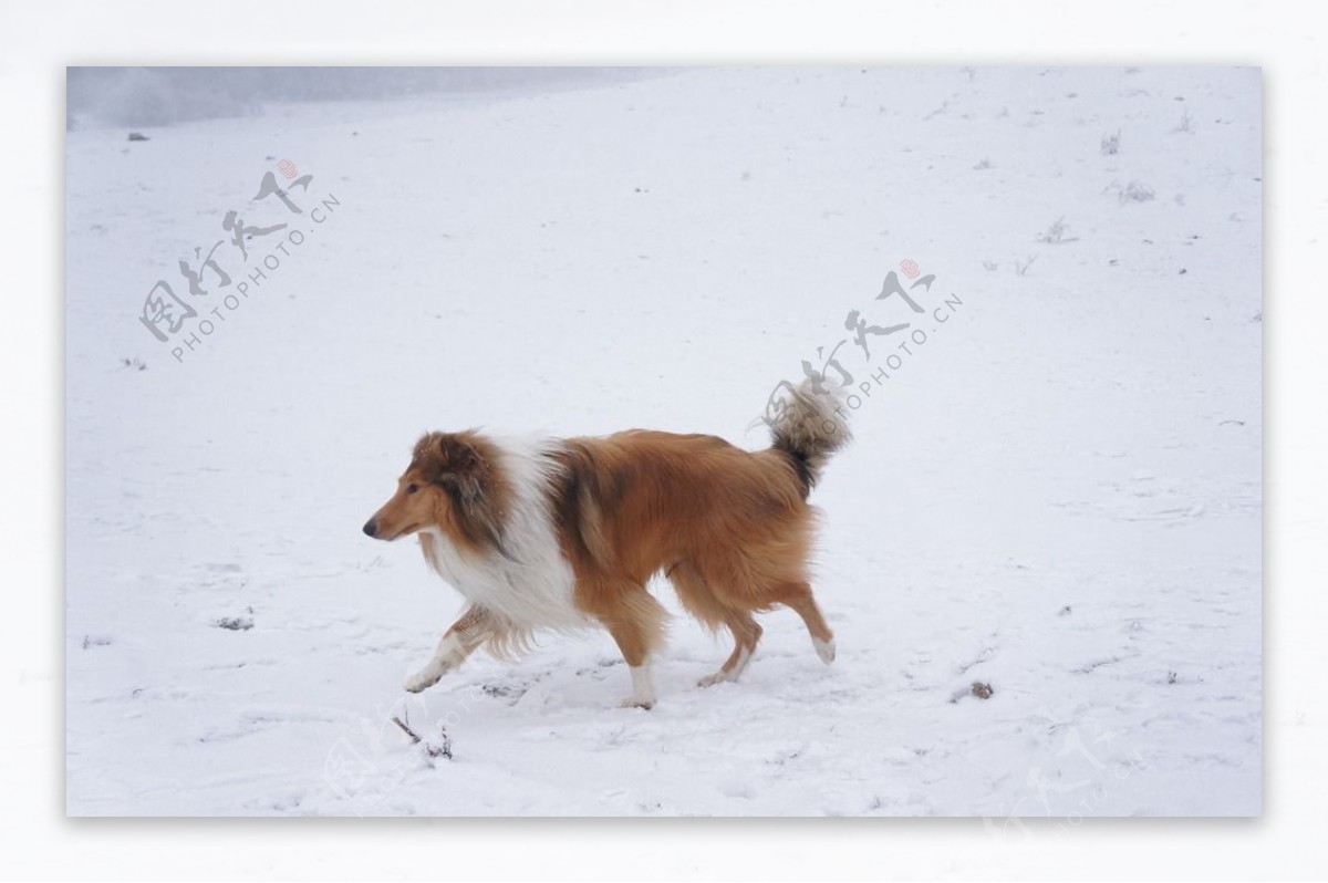 雪地里奔跑的狗图片