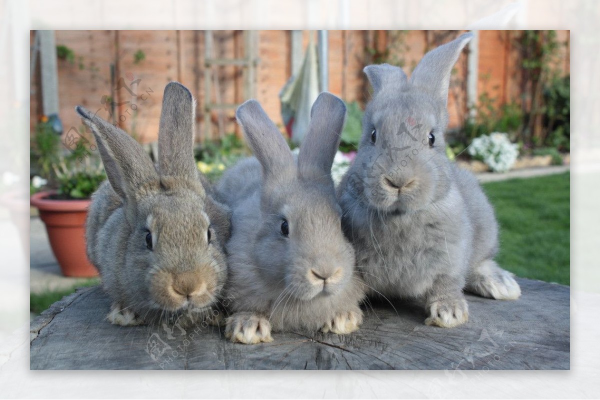 三只灰兔图片