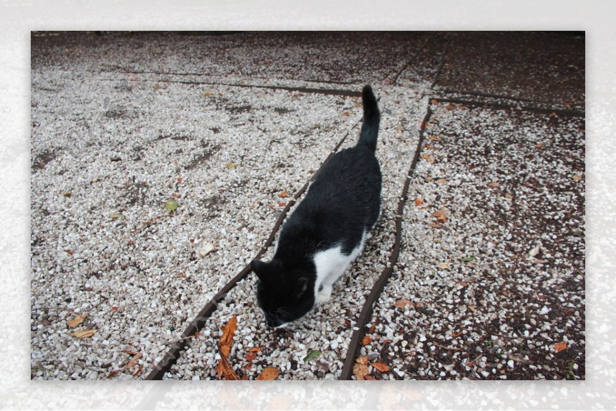 户外黑白猫咪图片