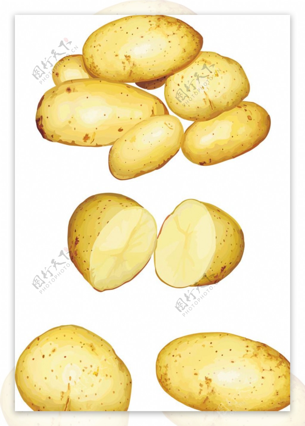 矢量土豆图片