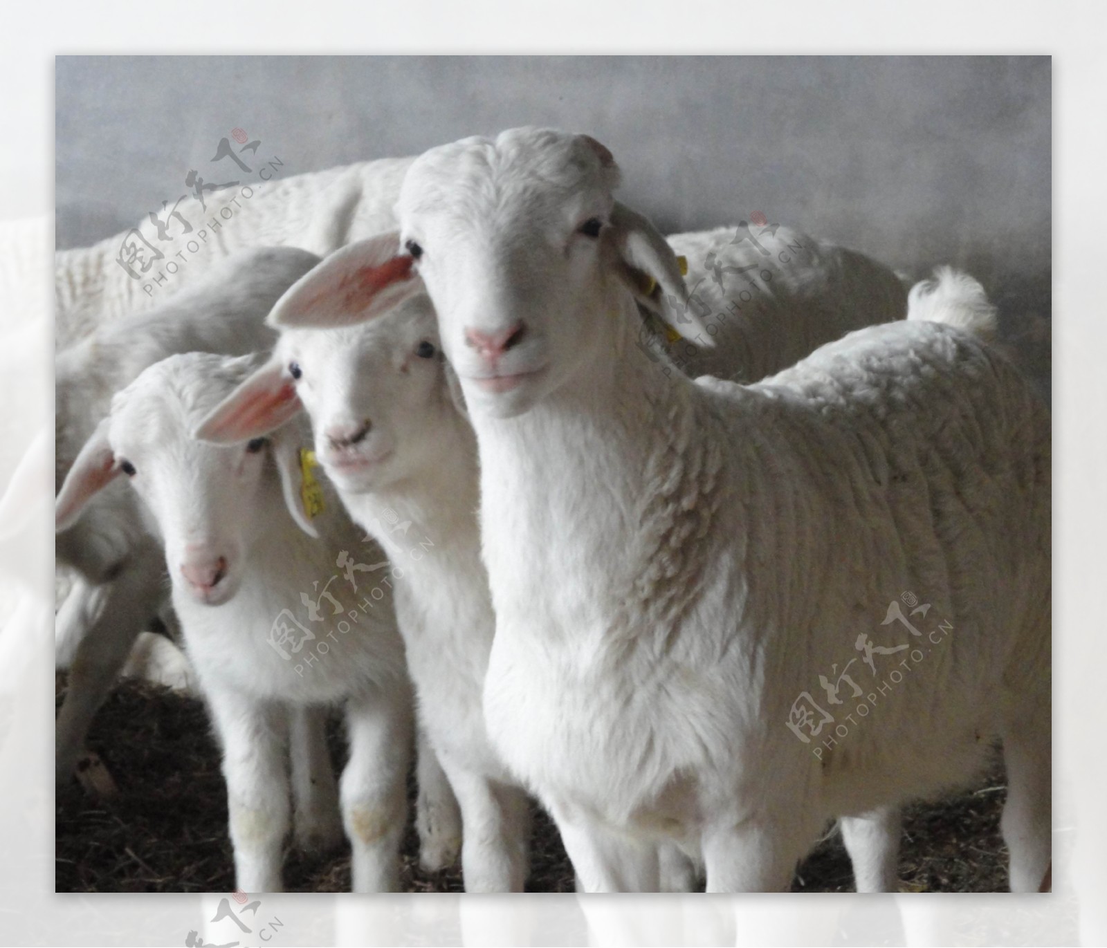 春天清晨，可爱的小羊羔在牧场上。照片摄影图片_ID:316960732-Veer图库