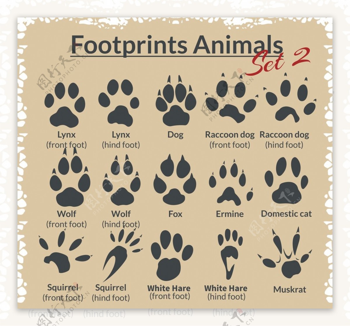 动物脚印图片