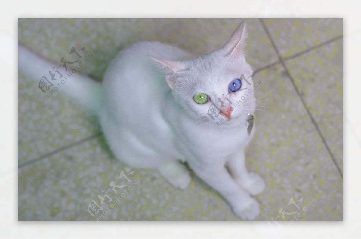 鸳鸯眼的宠物猫图片