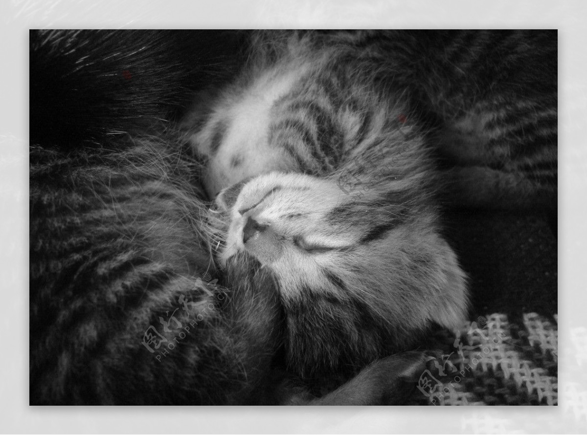 矢量可爱猫猫图片设计图__家禽家畜_生物世界_设计图库_昵图网nipic.com