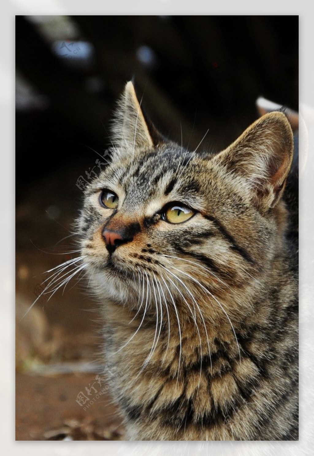 花野猫图片