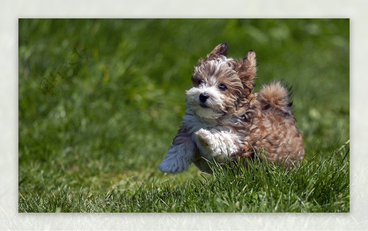 宠物狗图片素材-编号08347153-图行天下