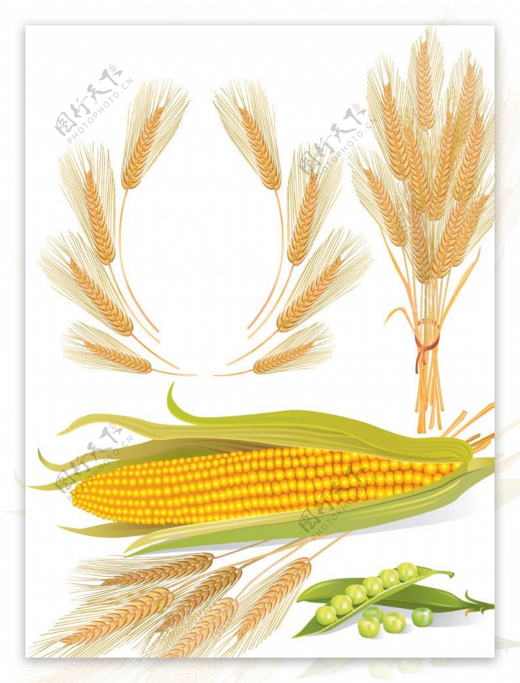 麦穗玉米图片
