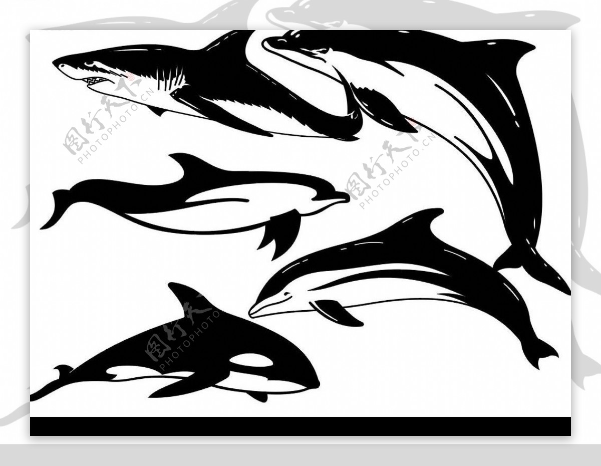 卡通海豚及鲨鱼笔刷