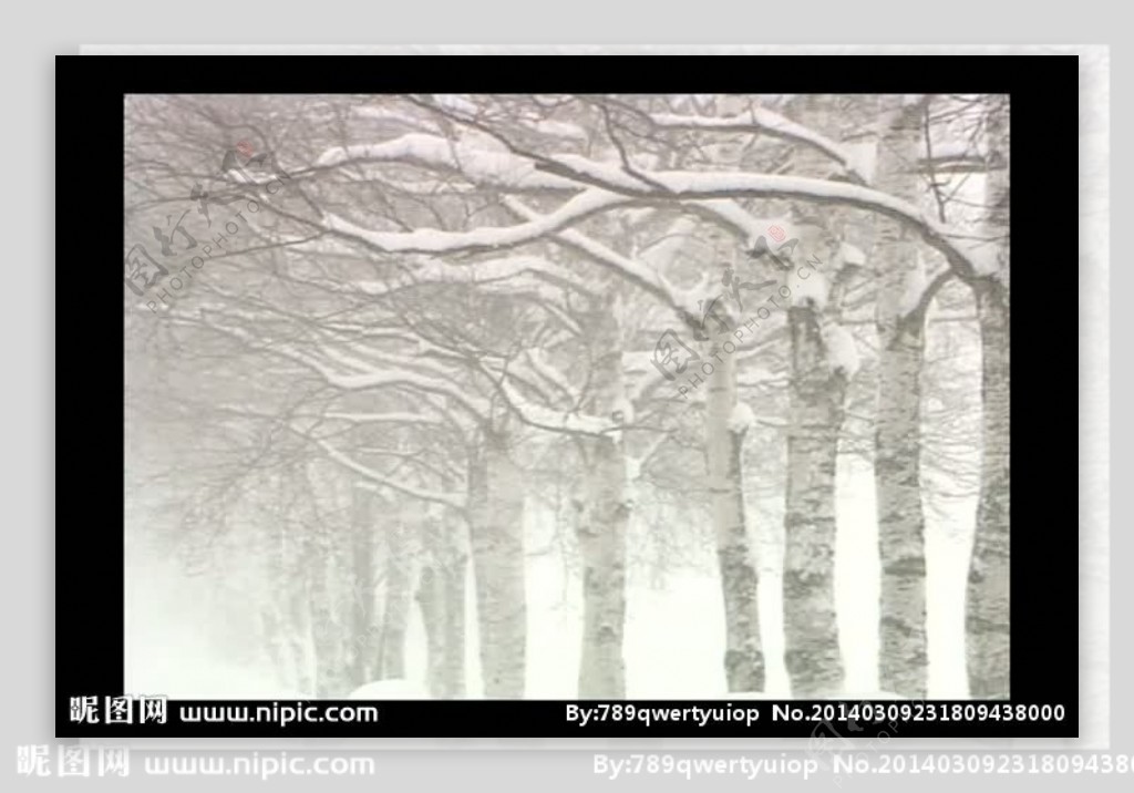 冬雪中的树木视频