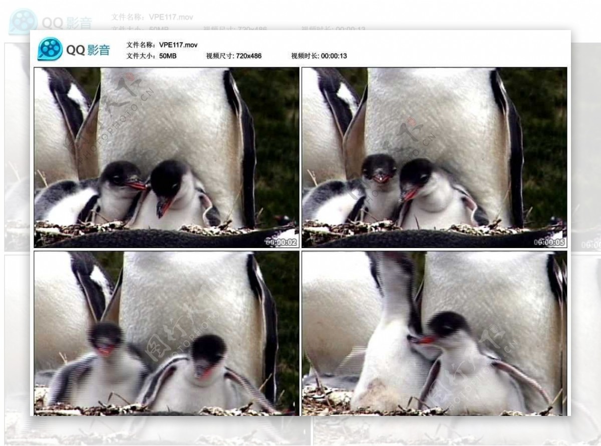 企鹅哺乳视频实拍素材