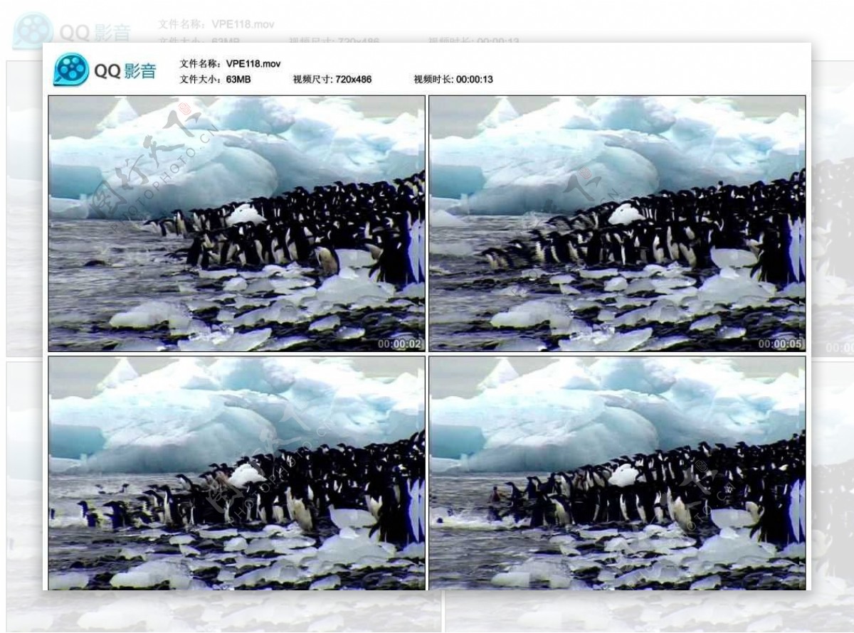 南极企鹅动物视频实拍素材