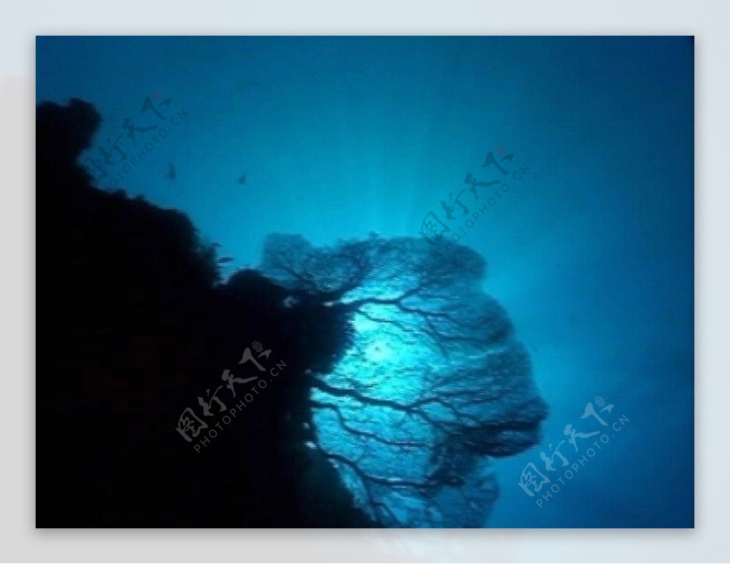 海底世界实拍素材MOV格式