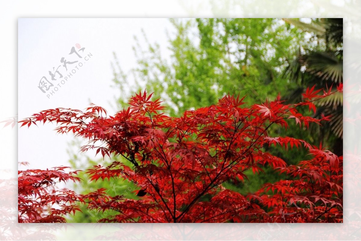 春天的红枫叶图片