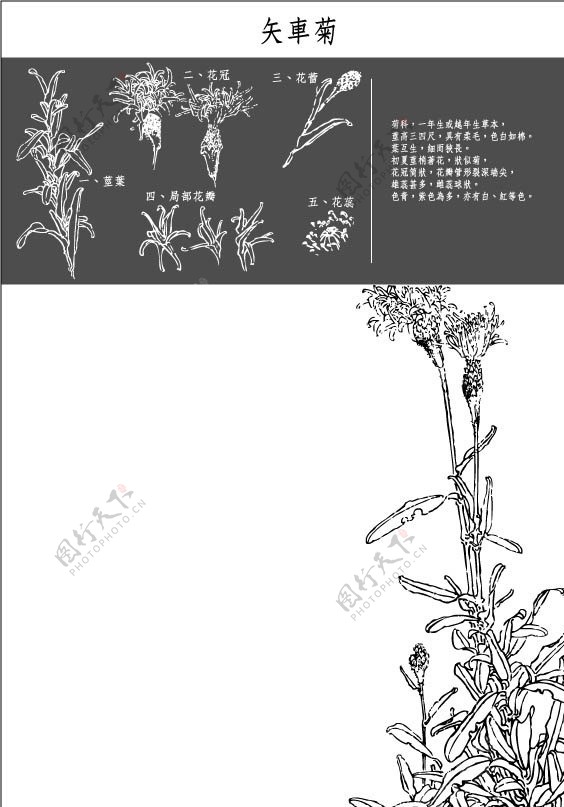 矢车菊图片