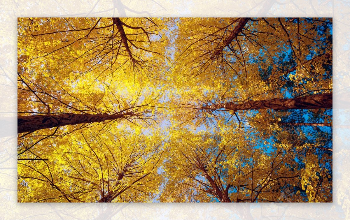 秋天风树林图片