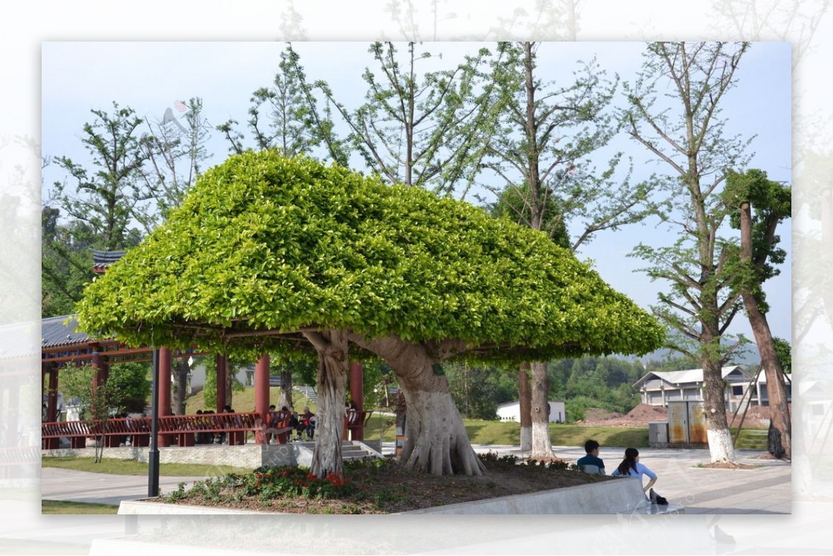 神女湖广场风景树图片