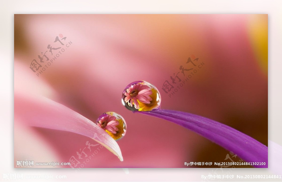 水珠花朵图片