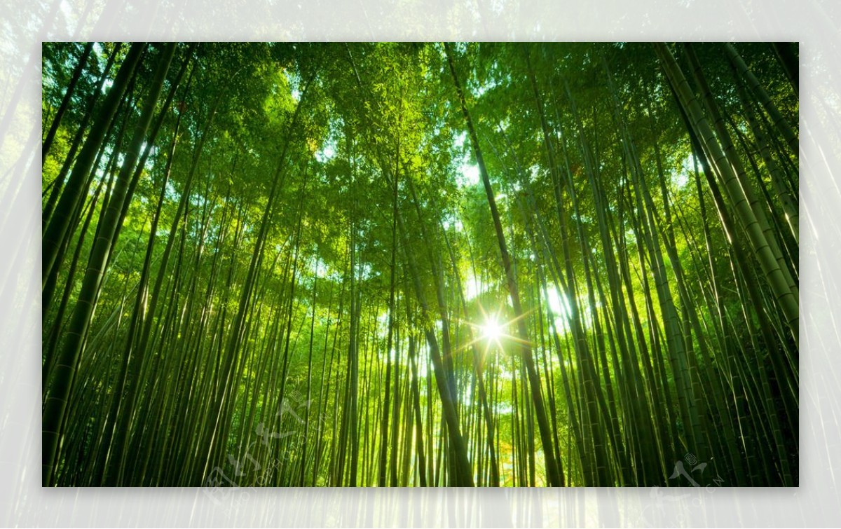 阳光下的竹林图片
