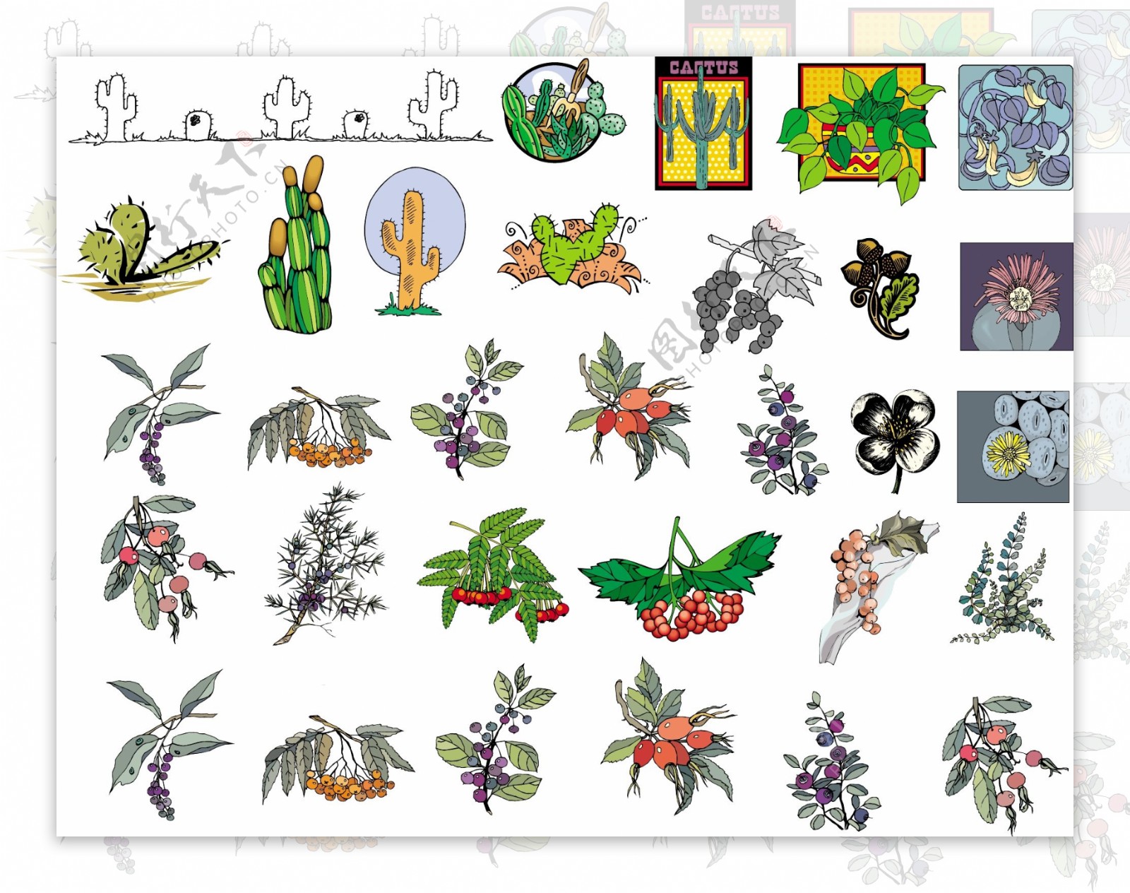 植物花卉果实图片