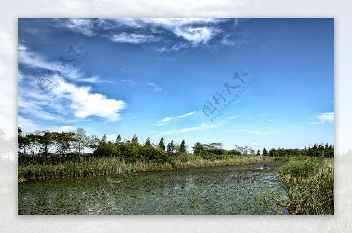 崇明湿地公园图片