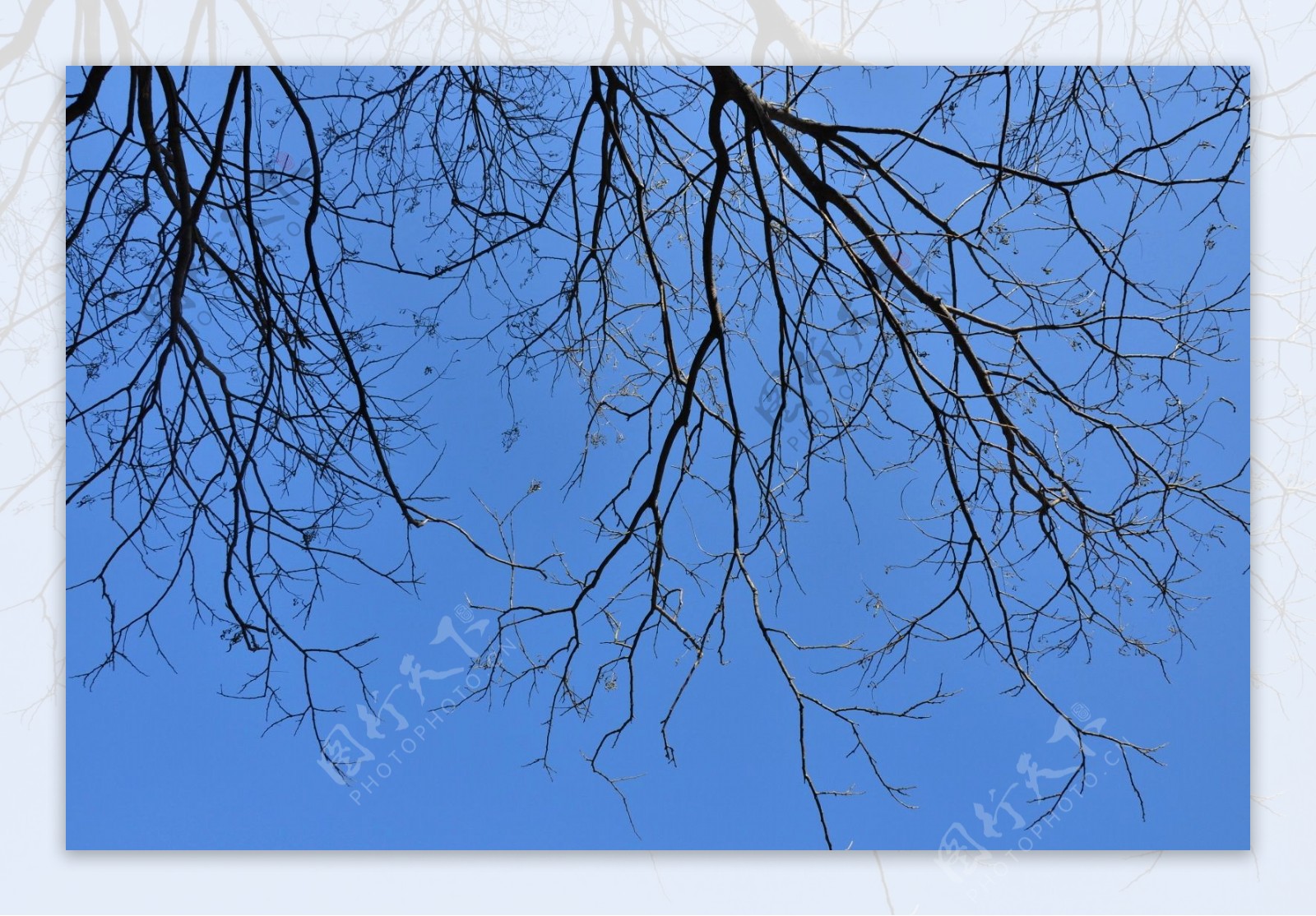 蓝天下的枯枝图片