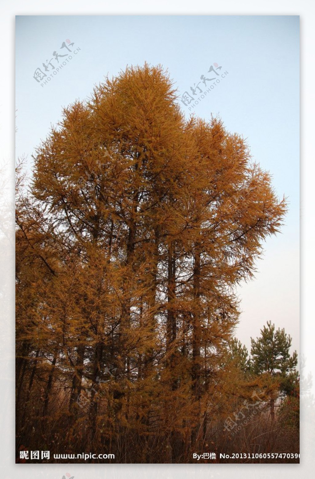 秋天杉树图片