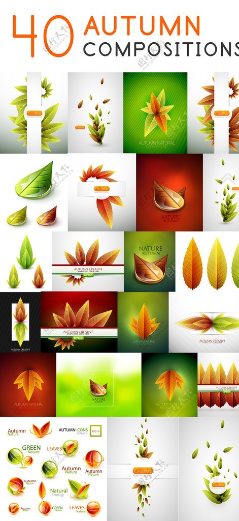 树叶图片
