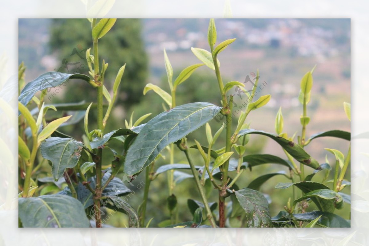 茶园茶叶普洱茶树图片