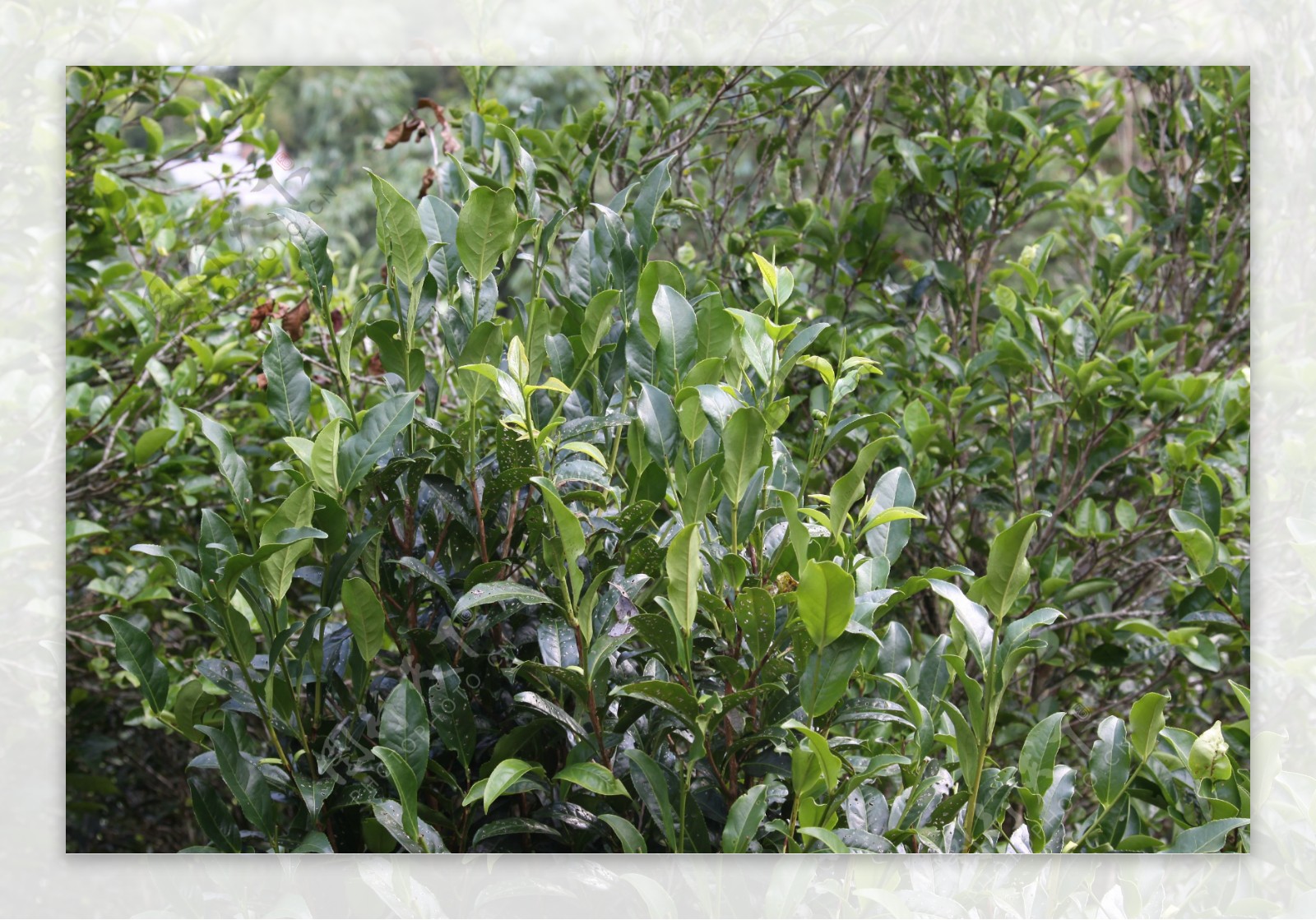 凤凰单枞茶茶树八仙图片