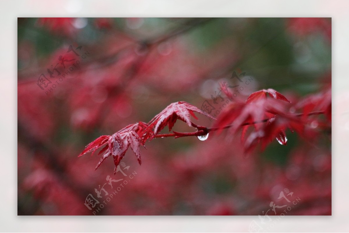 雨中红枫图片