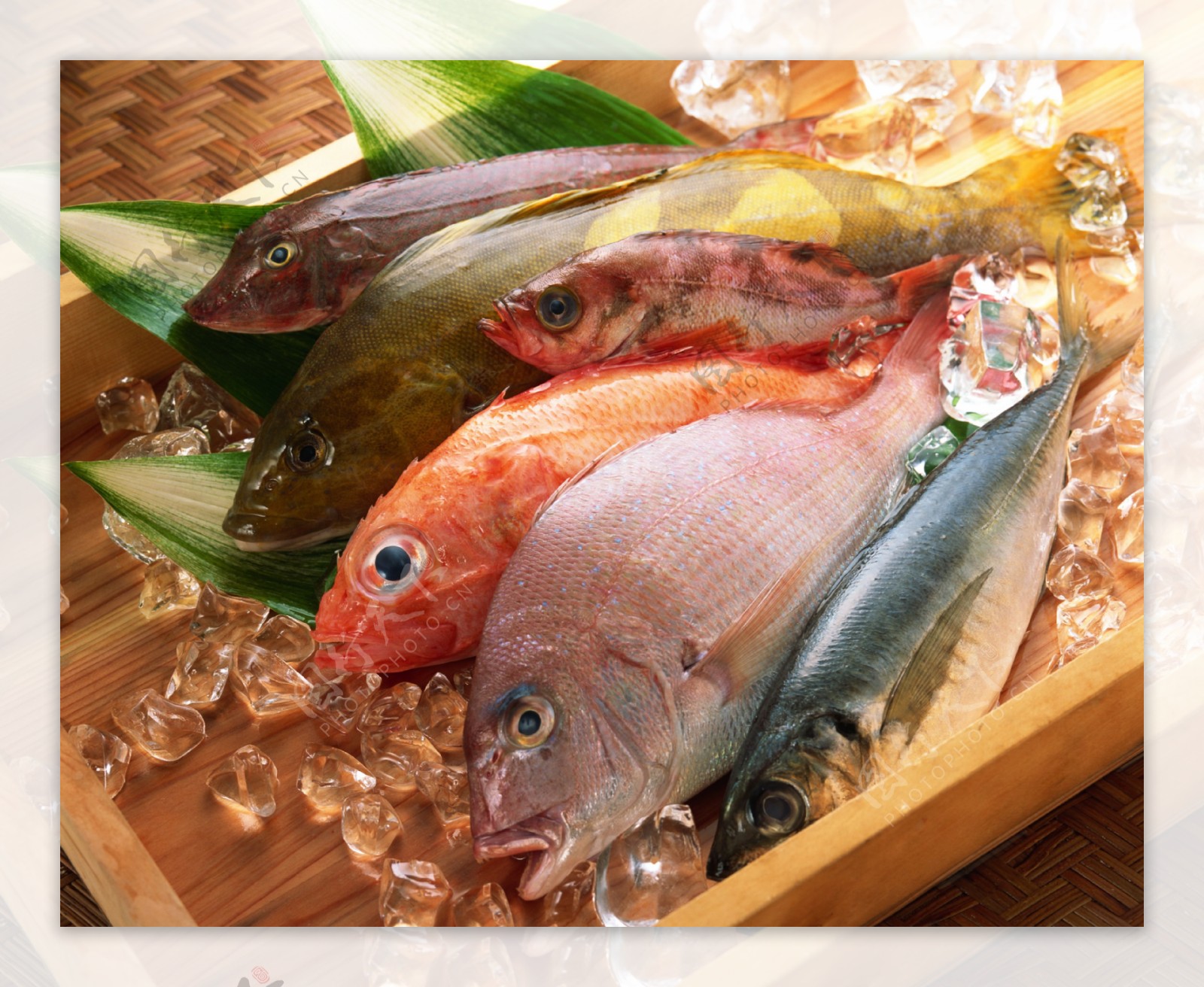 鱼类食材图片
