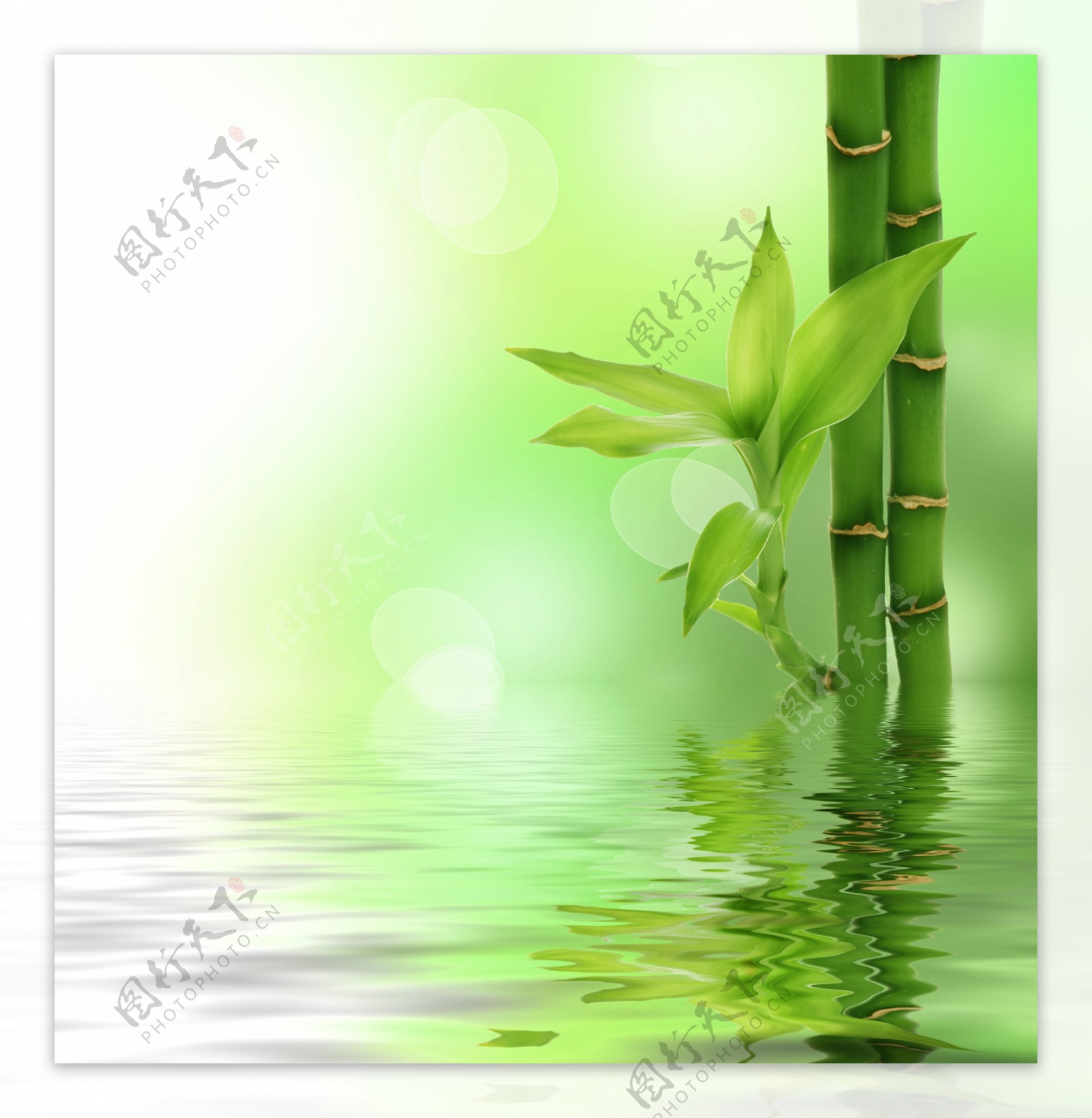 水中竹子图片