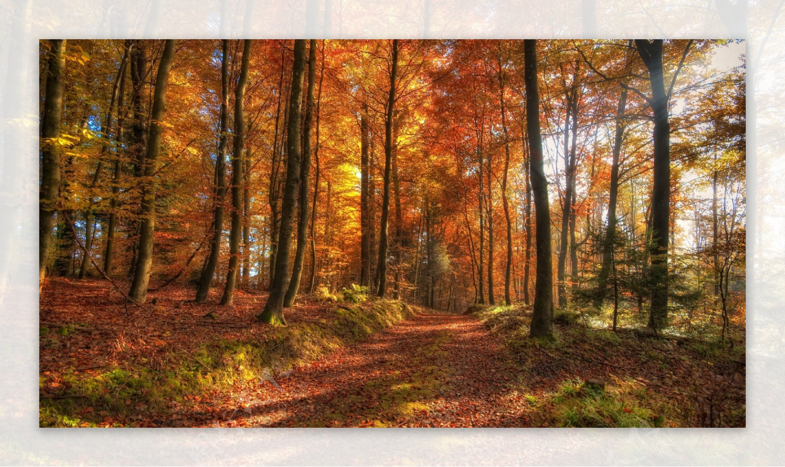 秋天的林中小路图片