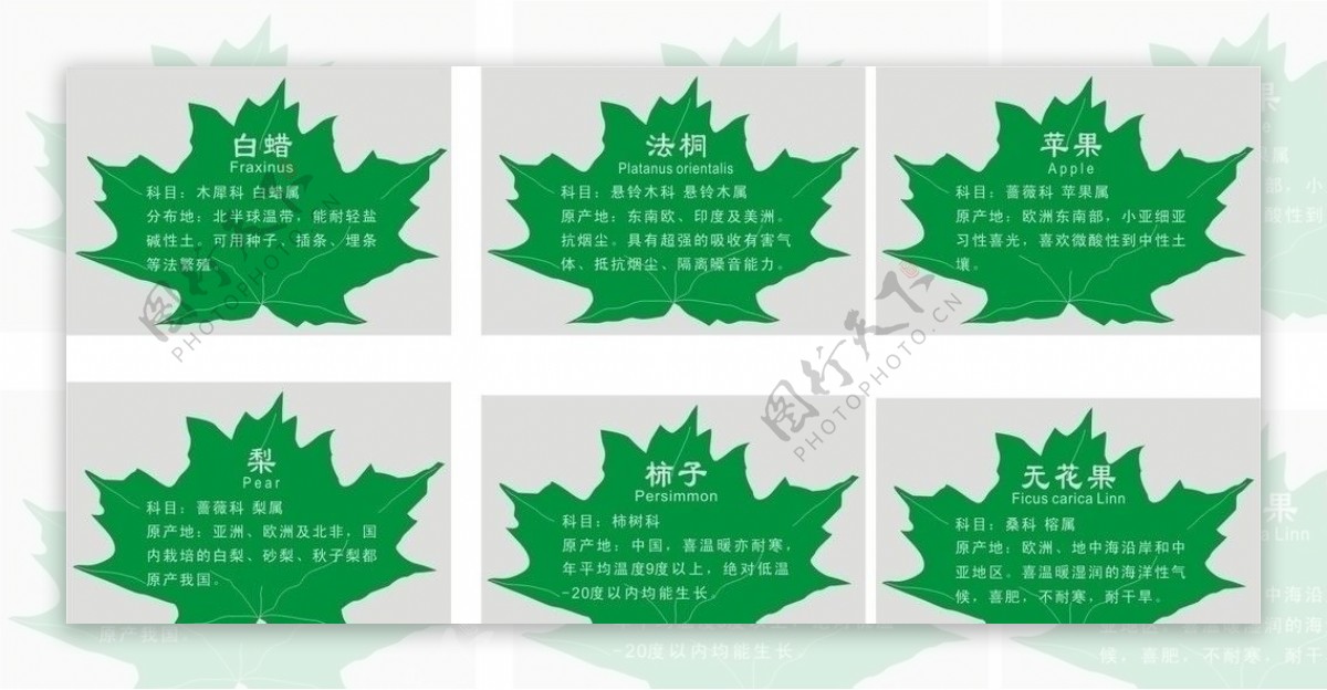 树叶型树种牌的介绍图片