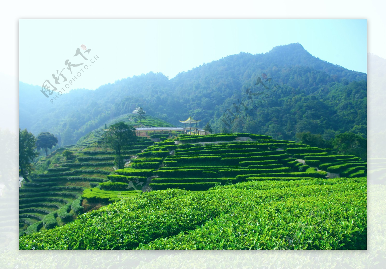 山水风景茶田风光图片