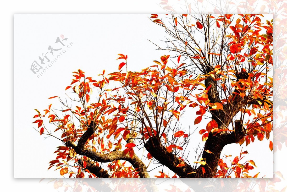 秋天金色树木图片