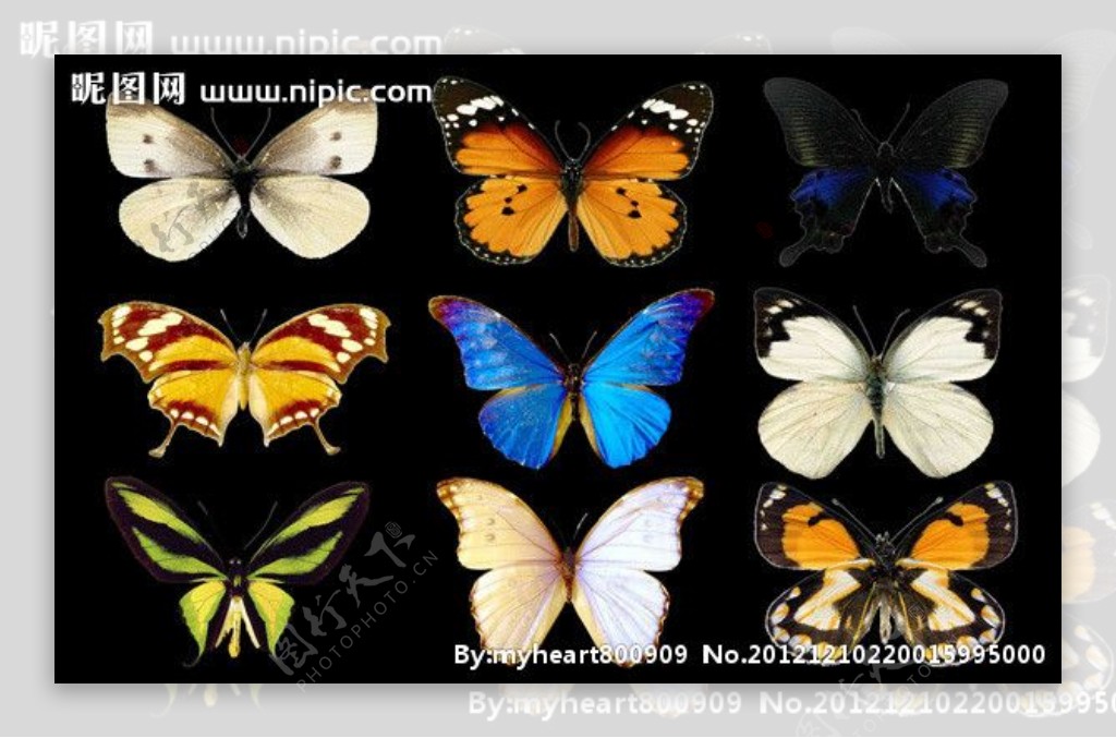 蝴蝶收集图片