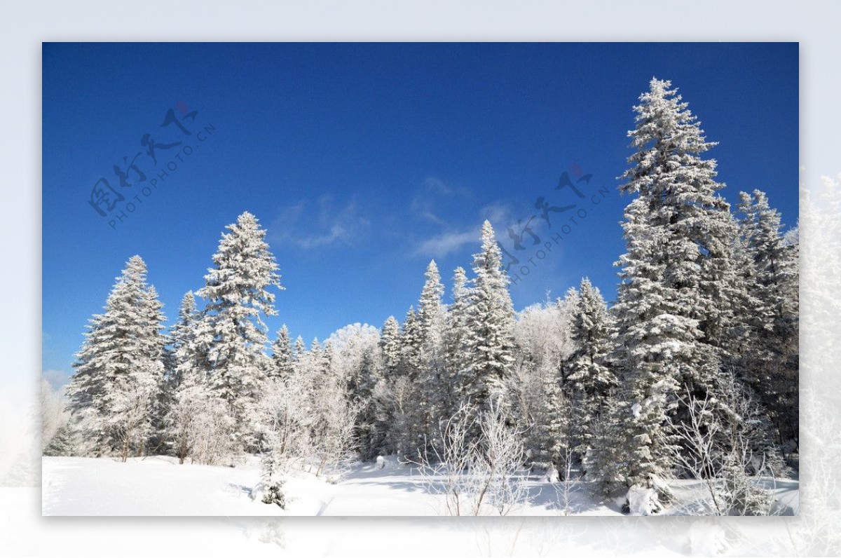 林中雪景图片