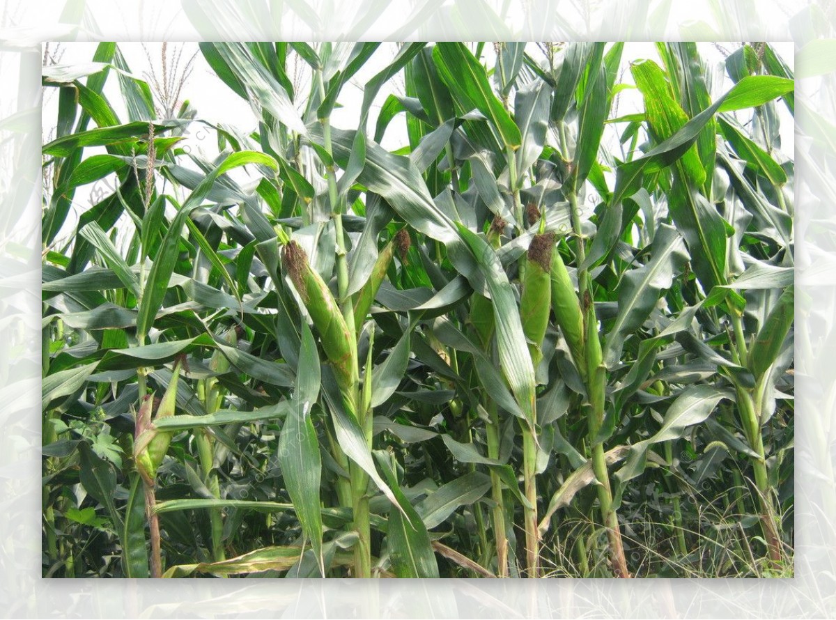 玉米玉米杆农作物图片