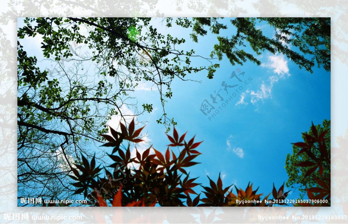 树叶蓝天图片