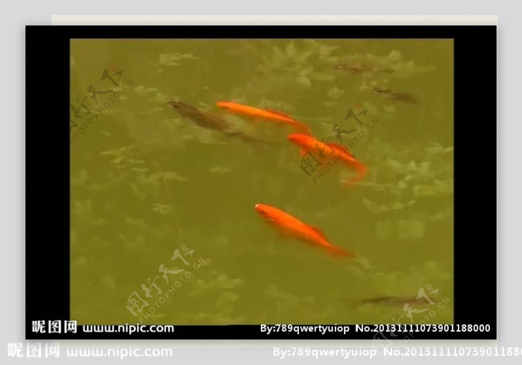 金鱼背景视频素材