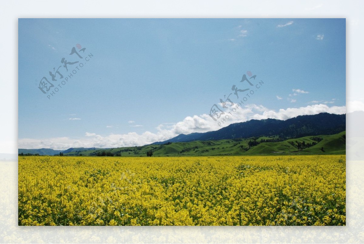 那拉提河谷草原上的油菜花图片
