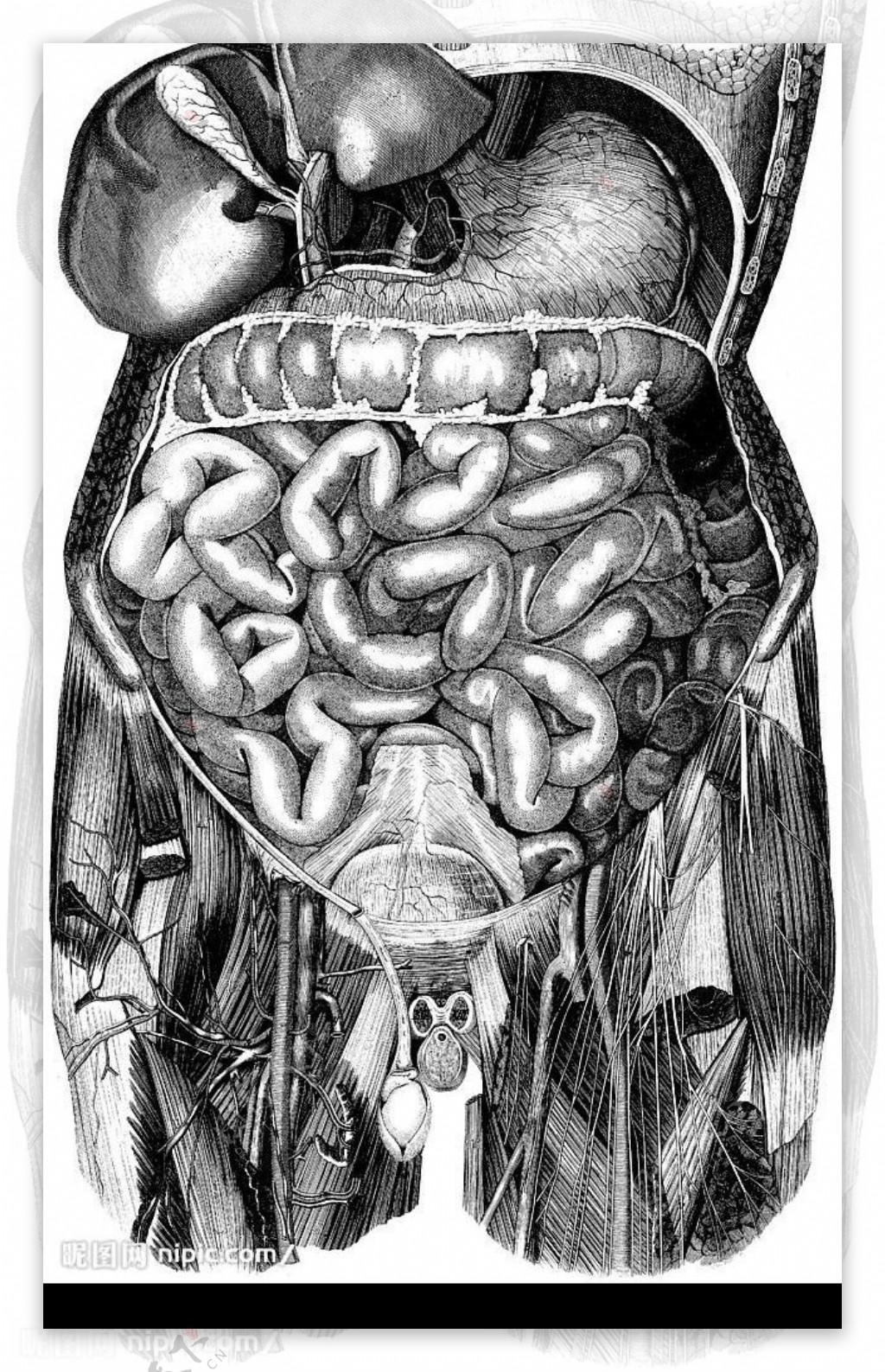 人体解剖腹腔器官图图片