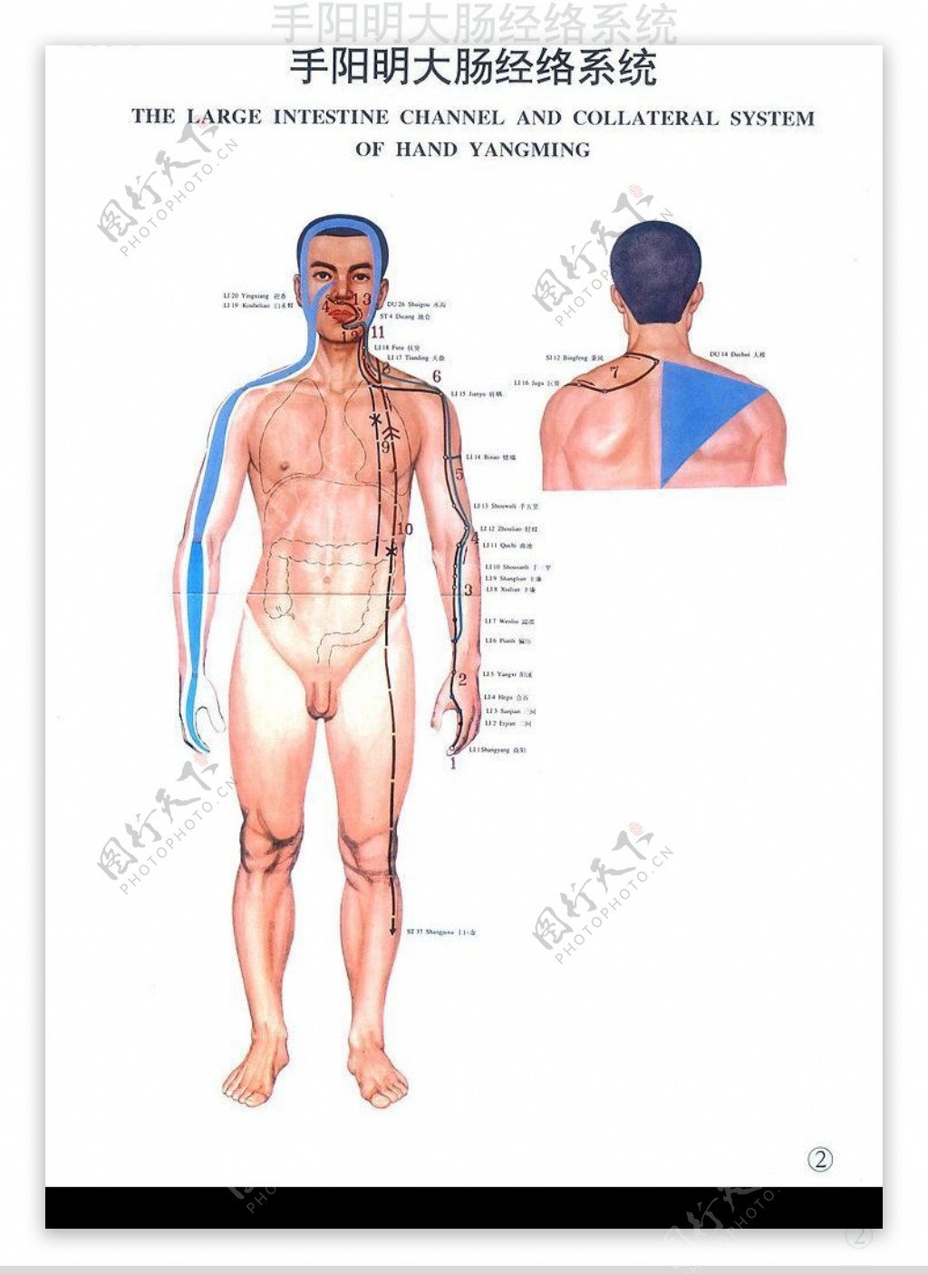 手阳明大肠经图片