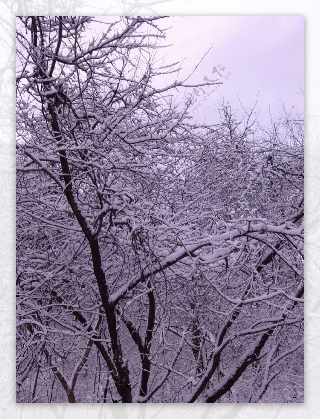 繁乱的树雪图片