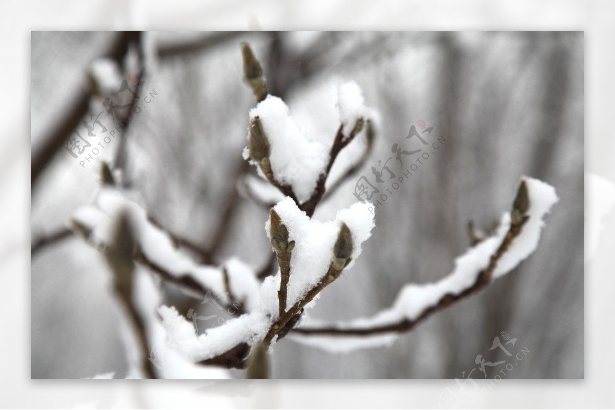 雪景林摄影图片