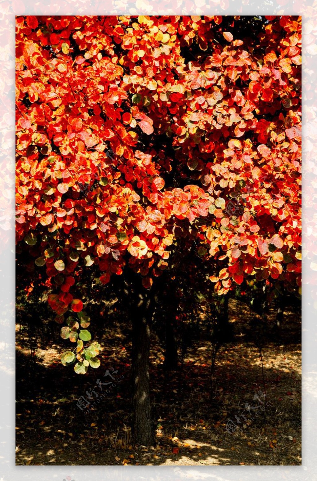 红栌树上的红叶图片