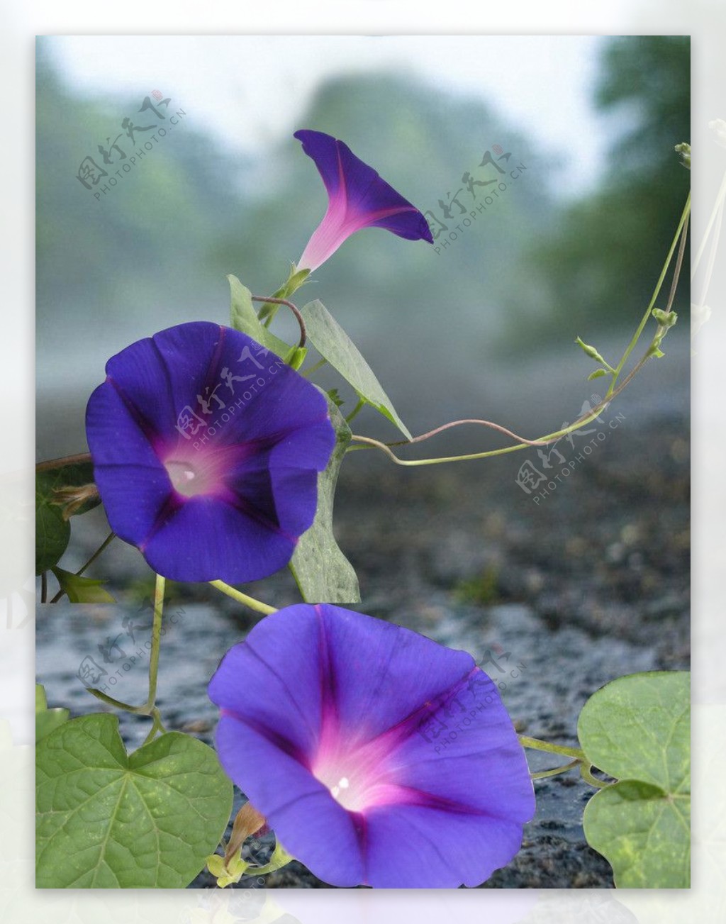 紫色牵牛花图片