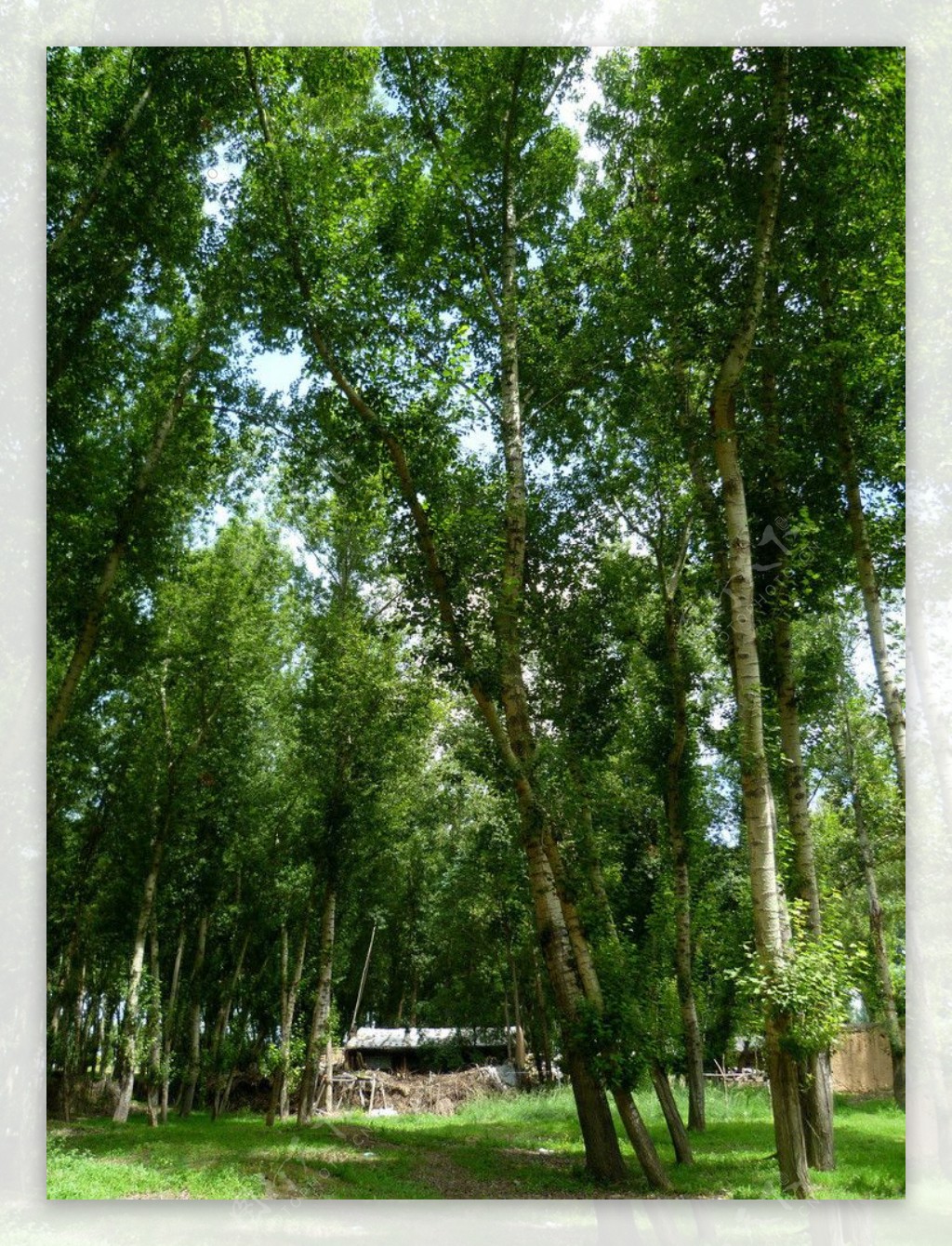 白杨树林图片