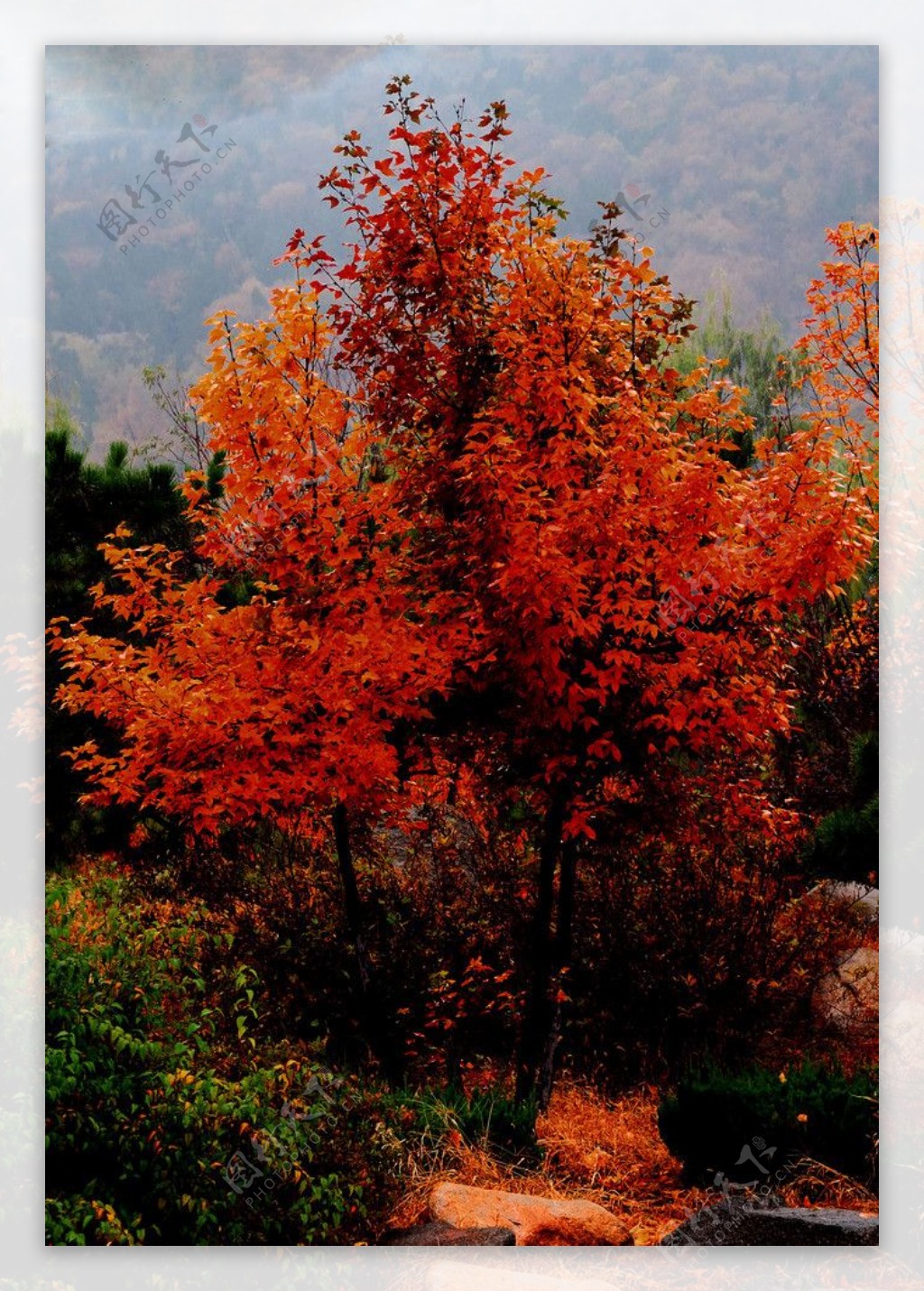 秋雨中的枫香树图片
